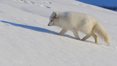 phoca_thumb_l__F6I9651