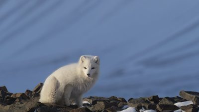 phoca_thumb_l__F6I9662-Edit