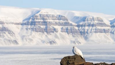 phoca_thumb_l__MG_0327