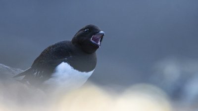 phoca_thumb_l__MG_2174