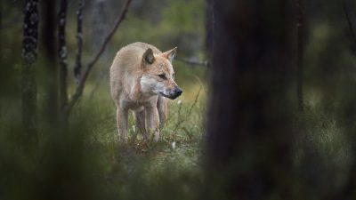 phoca_thumb_l_alfa_hann_i_skogen-