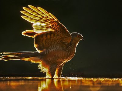 phoca_thumb_l_badende_spurvehauk_back_light-_7