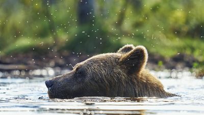 phoca_thumb_l_badene_bjrn_72-_DSC2766