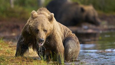phoca_thumb_l_badene_bjrn_72-_DSC6910