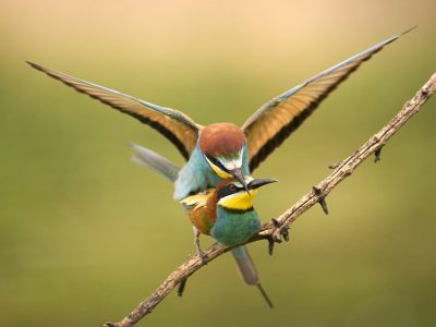 phoca_thumb_l_bieter_paring-_DSC5988