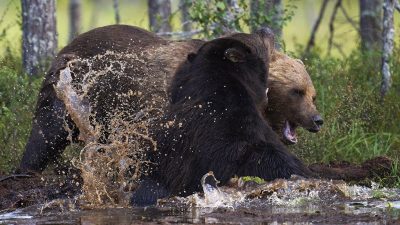 phoca_thumb_l_bjrnekamp_1024-_DSC7035