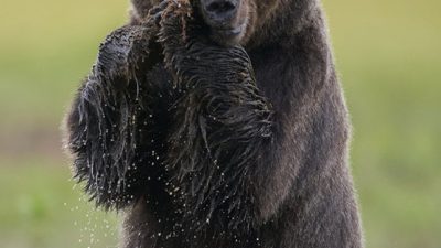 phoca_thumb_l_brunbjorn_pa_to-