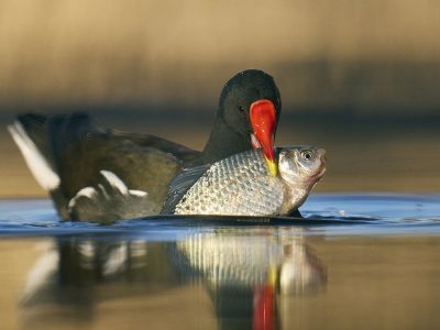 phoca_thumb_l_fishing_moorhen-