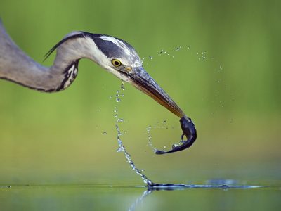 phoca_thumb_l_heron_catch_fish-_2