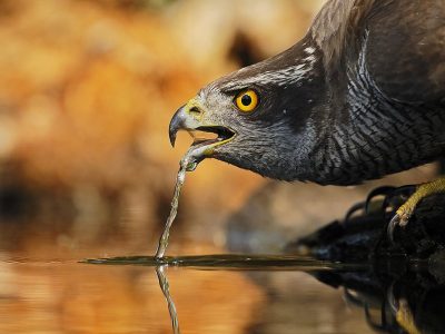 phoca_thumb_l_honsehauk_baard