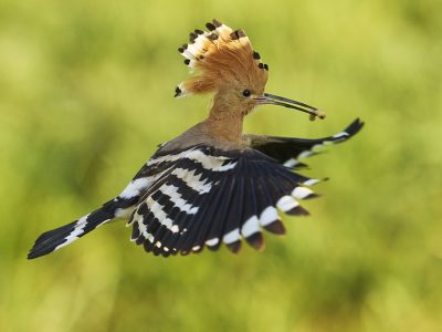 phoca_thumb_l_hrfugl-1024_DSC9951