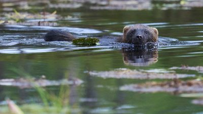 phoca_thumb_l_jerv_72-_DSC5802