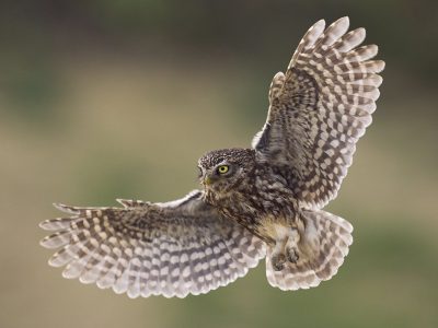 phoca_thumb_l_kirkeugle-_DSC8861