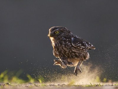 phoca_thumb_l_kirkeugle-_DSC9387