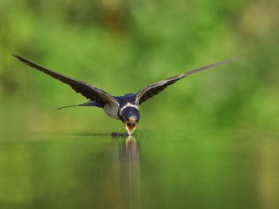 phoca_thumb_l_lvesvale_til_nett-