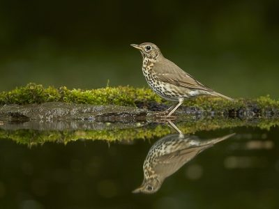 phoca_thumb_l_maltrost-0101