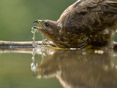 phoca_thumb_l_musvk_drikker