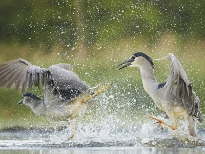 phoca_thumb_l_natthegre_1920-0017