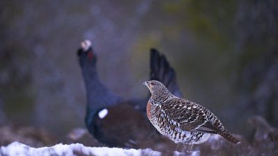 phoca_thumb_l_ry-nett_DSC8989