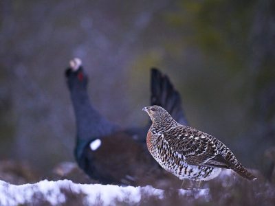 phoca_thumb_l_ry-nett_DSC8989
