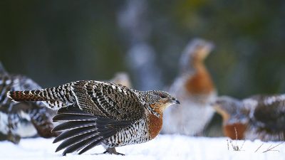 phoca_thumb_l_ry-nett_DSC9276