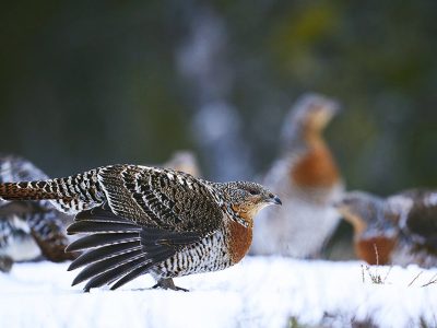 phoca_thumb_l_ry-nett_DSC9276