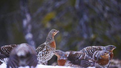 phoca_thumb_l_ry-nett__DSC9284