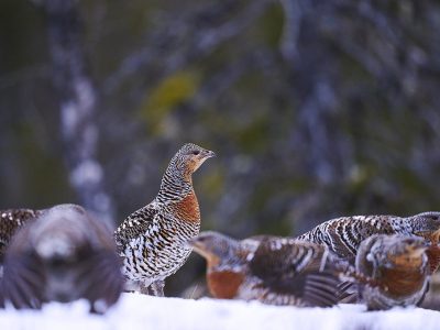 phoca_thumb_l_ry-nett__DSC9284