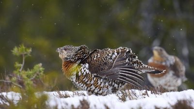 phoca_thumb_l_ry_bruser-_nett_DSC8857