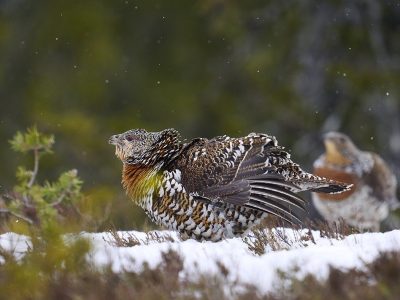 phoca_thumb_l_ry_bruser-_nett_DSC8857