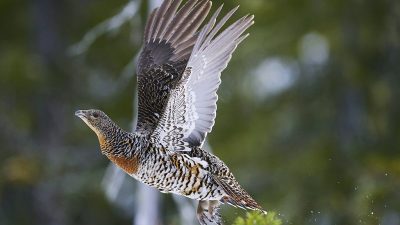 phoca_thumb_l_ry_flukt-nett_DSC7268