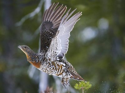 phoca_thumb_l_ry_flukt-nett_DSC7268