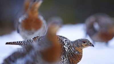 phoca_thumb_l_ry_fokus_lek_nett-_DSC9689