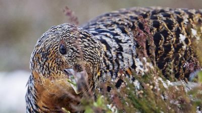 phoca_thumb_l_ry_spiser_nett-_DSC9970