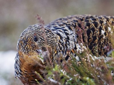 phoca_thumb_l_ry_spiser_nett-_DSC9970