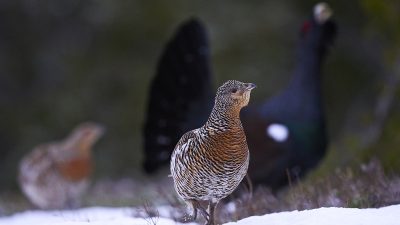 phoca_thumb_l_ry_tiur_u_fokus_nett-_DSC7196