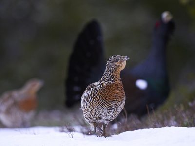 phoca_thumb_l_ry_tiur_u_fokus_nett-_DSC7196
