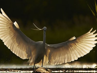 phoca_thumb_l_silkehegre-0033_copy