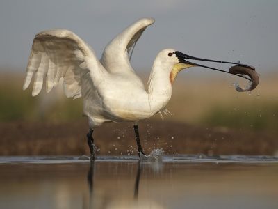 phoca_thumb_l_skjestork-0086