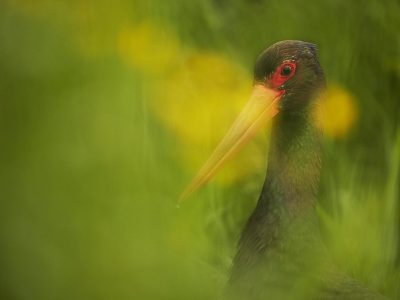 phoca_thumb_l_svartstork_portrett-