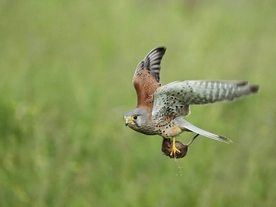 phoca_thumb_l_tarnfalk_4477