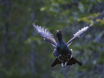 phoca_thumb_l_tiur_flukt-_DSC1580