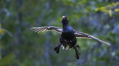 phoca_thumb_l_tiur_flukt-_DSC1583