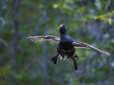 phoca_thumb_l_tiur_flukt-_DSC1583