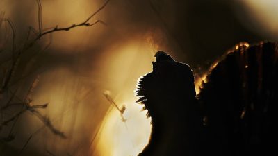 phoca_thumb_l_tiur_i_spill-_5