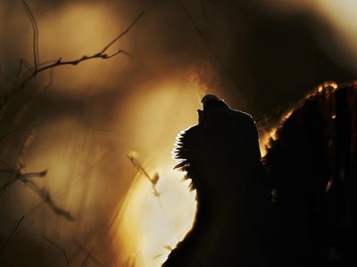 phoca_thumb_l_tiur_i_spill-_5