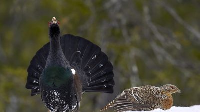 phoca_thumb_l_tiur_ry_i_fokus_nett_1024-_DSC7457