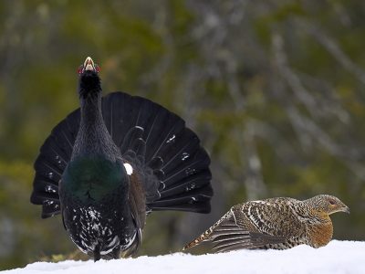 phoca_thumb_l_tiur_ry_i_fokus_nett_1024-_DSC7457
