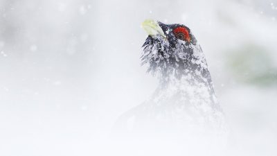 phoca_thumb_l_tiur_snodrev0997