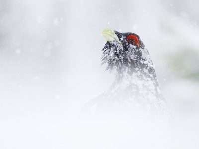 phoca_thumb_l_tiur_snodrev0997